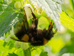 Bombus