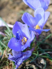 Syringodea longituba