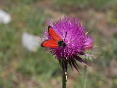 Zygaena rubicundus