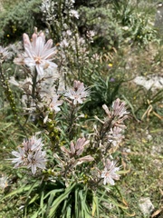 Asphodeline