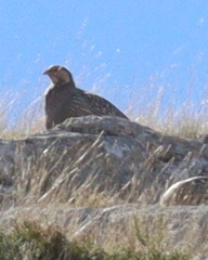 Tetraogallus caspius