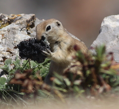 Spermophilus xanthoprymnus