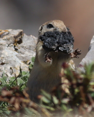 Spermophilus xanthoprymnus