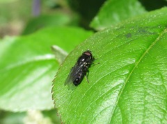 Neocnemodon vitripennis