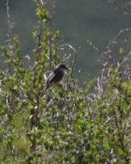 Curruca crassirostris