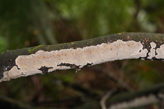 Datronia brunneoleuca