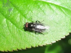 Neocnemodon vitripennis