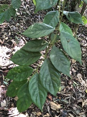 Lasianthus hispidulus