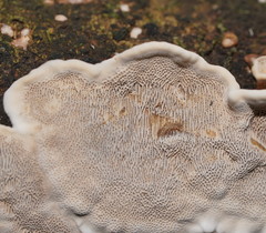 Datronia brunneoleuca