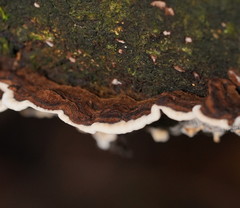 Datronia brunneoleuca