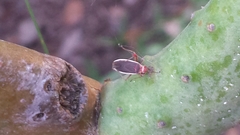Hesperolabops gelastops