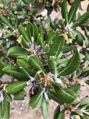 Comarostaphylis diversifolia