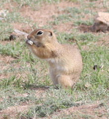 Spermophilus xanthoprymnus