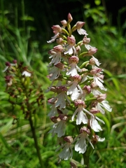 Orchis purpurea