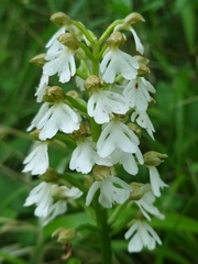 Orchis purpurea