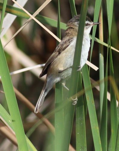 Moustached Warbler (Acrocephalus melanopogon), photo 7