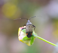 Closterotomus cinctipes