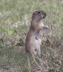 Spermophilus xanthoprymnus