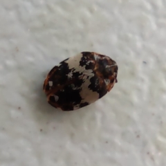 Anthrenus pimpinellae