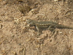 Sceloporus occidentalis