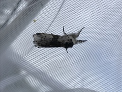 Furcula scolopendrina