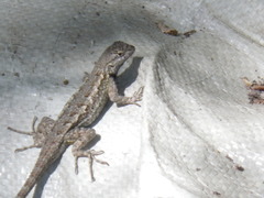 Sceloporus occidentalis