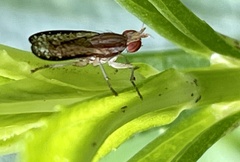 Trypetoptera canadensis