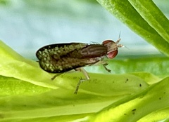 Trypetoptera canadensis