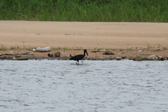 Anastomus lamelligerus