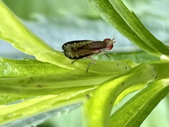 Trypetoptera canadensis