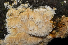 Dentipellicula leptodon
