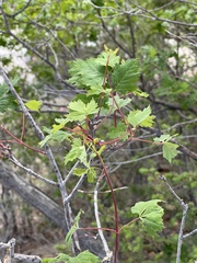 Acer glabrum neomexicanum
