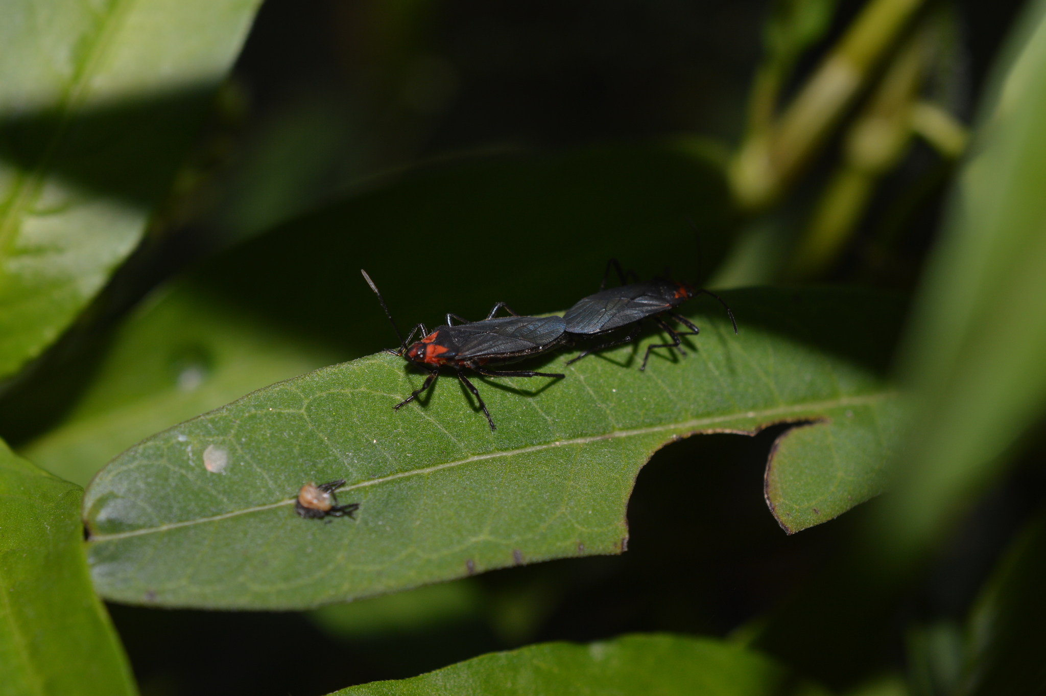 Oncopeltus (Oncopeltus) image