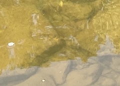 Hypentelium nigricans