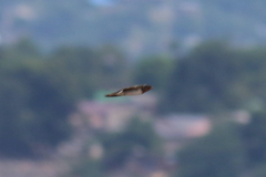 Hirundo angolensis