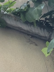 Tarentola mauritanica