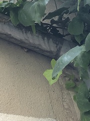 Tarentola mauritanica