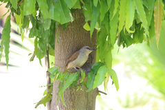 Cichladusa ruficauda