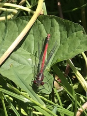 Pyrrhosoma