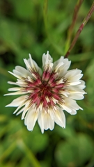 Trifolium repens