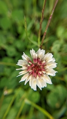 Trifolium repens