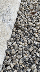 Anadenobolus monilicornis