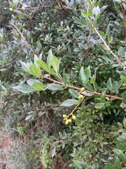 Allophylus decipiens