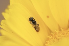 Perdita callicerata