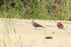 Streptopelia semitorquata