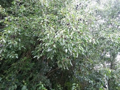 Cordia caffra