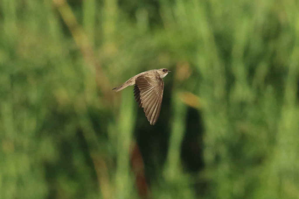 Congo Martin