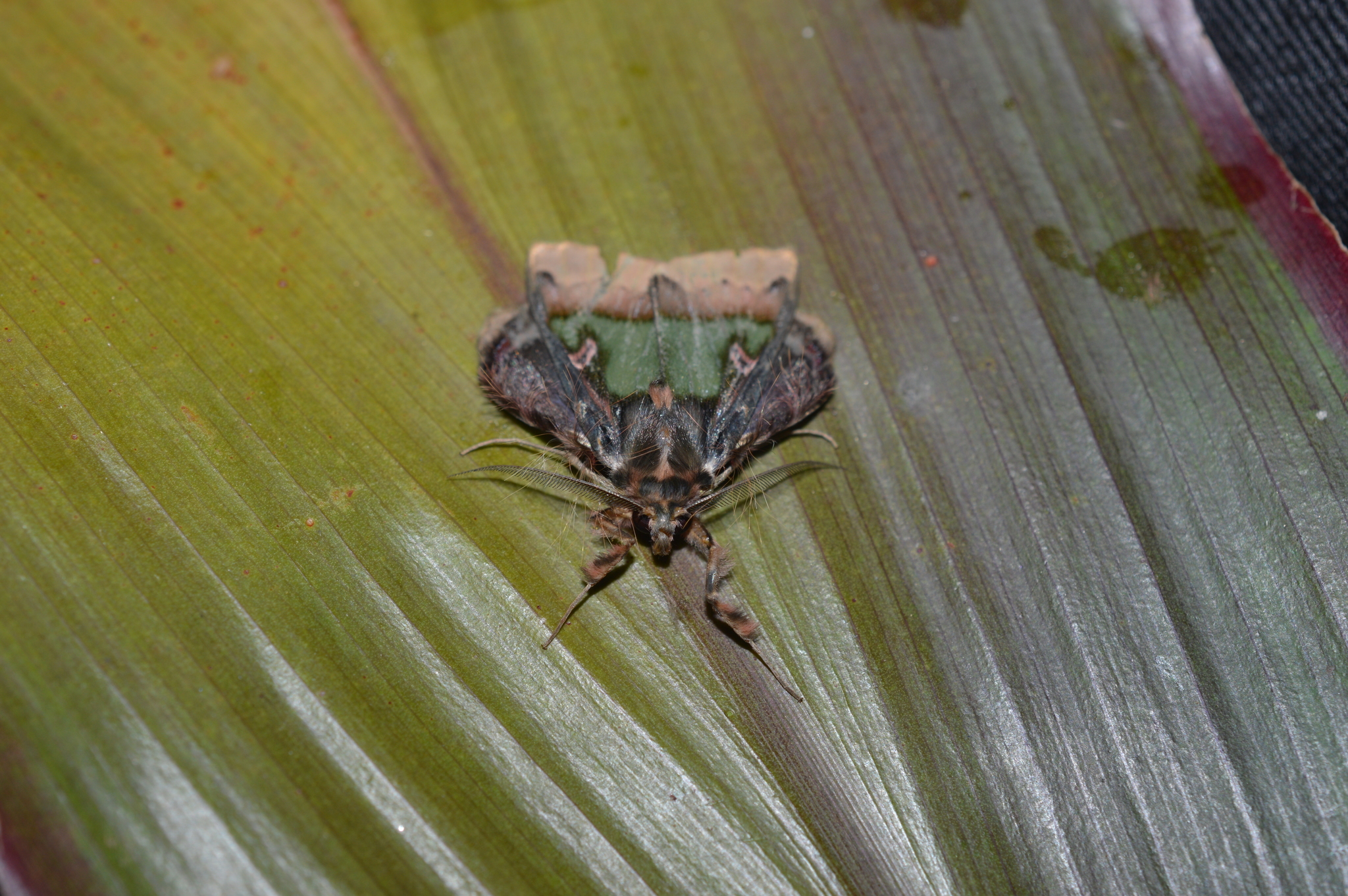 Ceroctena image