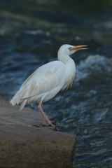 Bubulcus ibis
