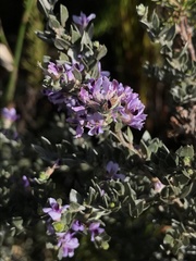 Amphithalea violacea